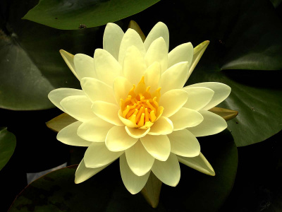 Нимфея Денвер - желтая, средний сорт